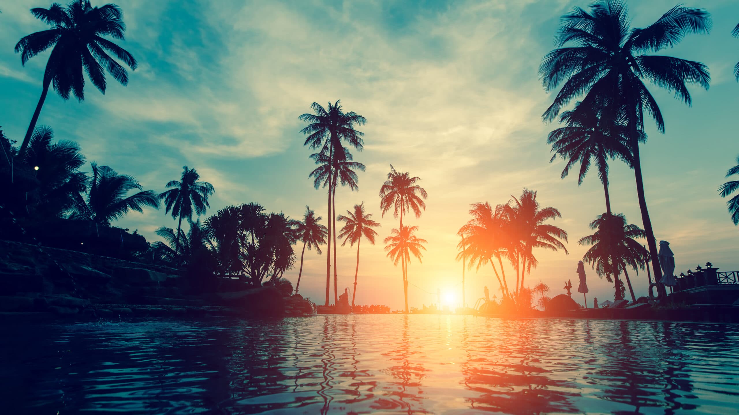 Palm trees on the water